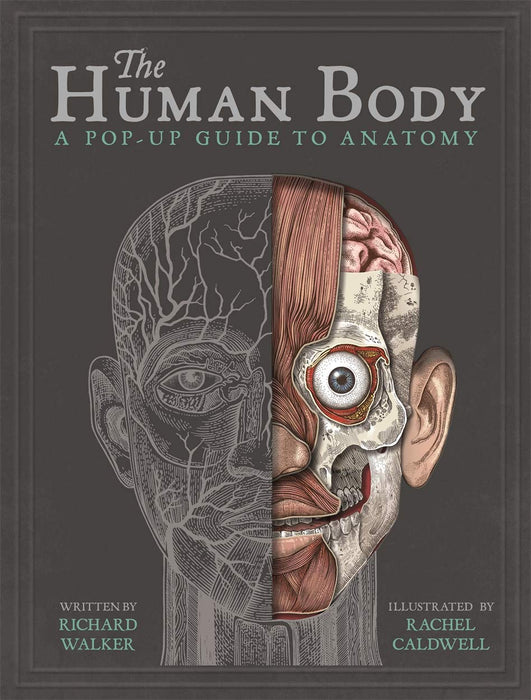 The Human Body : A Pop-Up Guide to Anatomy