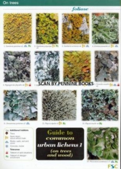 Guide to Common Urban Lichens : On Trees and Wood Pt. 1